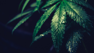 Medical Cannabis Used More Than Recreational