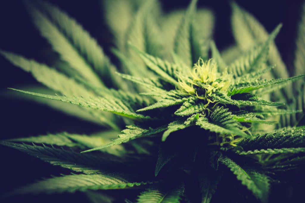 growing pains for recreational cannabis