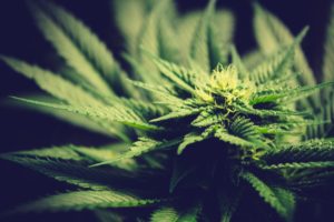 Recreational Cannabis in Michigan & Nevada’s Growing Pains