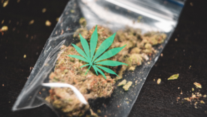 For The Terps: Finding the Perfect Terpene