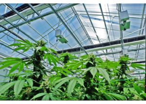 Navigating the Cannabis Market and Media Trends