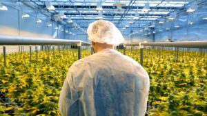 Solaris Farms & Tech-Driven  Growing