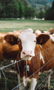 USDA funds Cannabis Studies on Animals