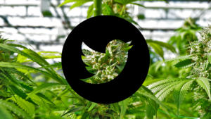 Social Media’s War on Marijuana