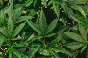 Green Rush: Newest States to Legalize Cannabis
