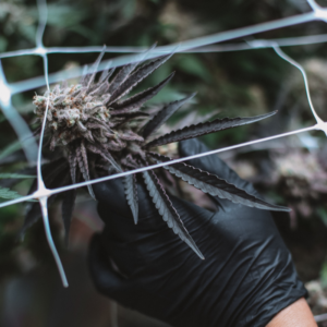 Cannabis Research Bill Approves Quality Testing