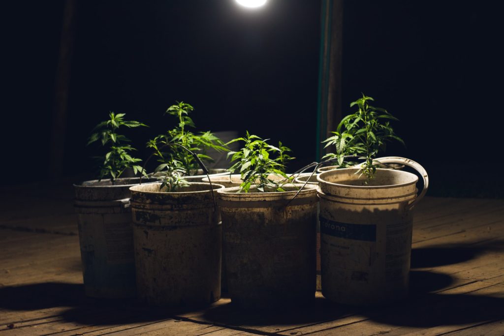 Growing cannabis around the world