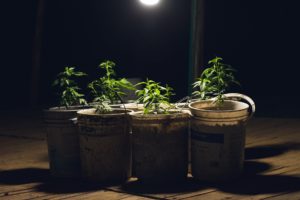 The UN Reclassifies Cannabis For Regulation Around the World
