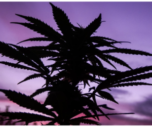 Minnesota Conversatives Fight For Cannabis Use and Gun Rights This Session
