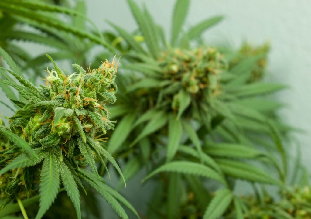 Mississippi Cannabis Initiative Medical Marijuana buds