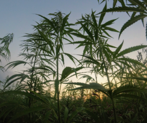 The Newest International Pressure To Legalize Cannabis In The US