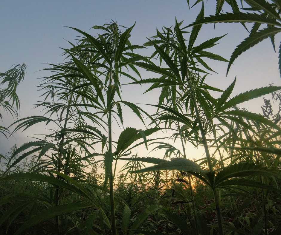 cannabis fields quid legalize cannabis