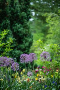 Positive Benefits Of Cannabis Companion Planting