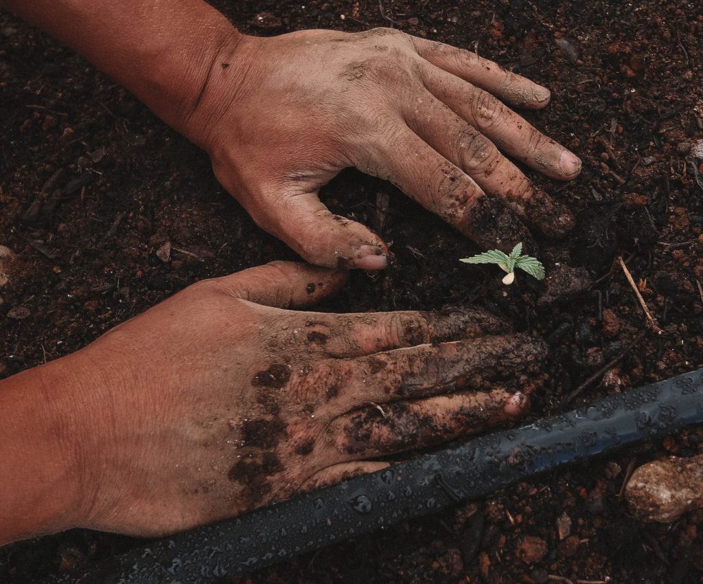 hands in dirt planting a small cannabis plant