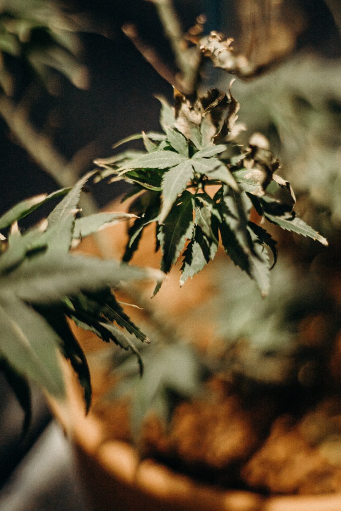Unhealthy burned cannabis plant