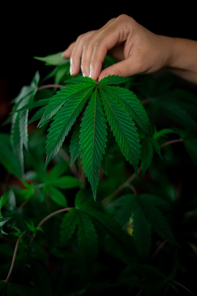 Hand picking off cannabis leaf