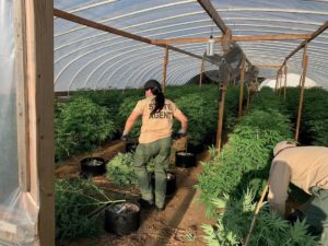 Illicit Businesses & Growers Led to Grow Seized in Oklahoma