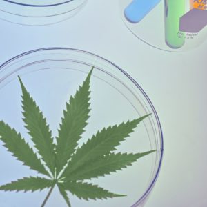 The NIDA Declares A Horrible Fact About Cannabis Research