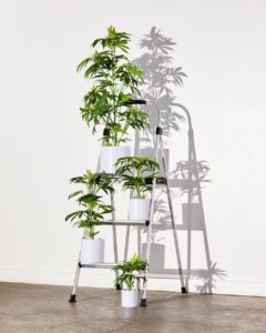 A Highly Holly Holiday Gift Guide: Pot Plant
