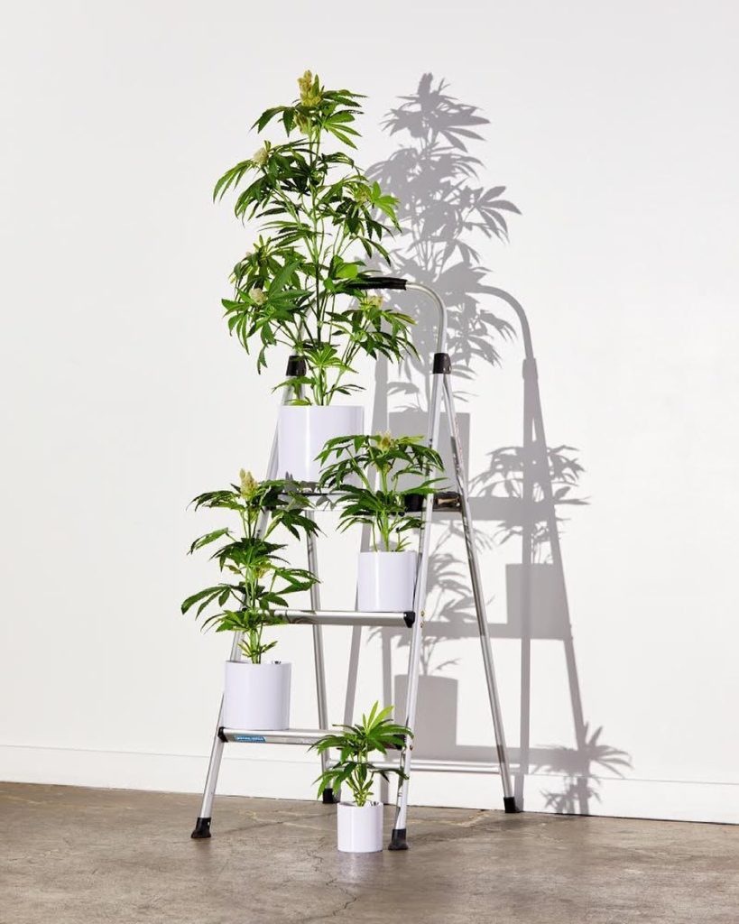 Pot Plants on ladder