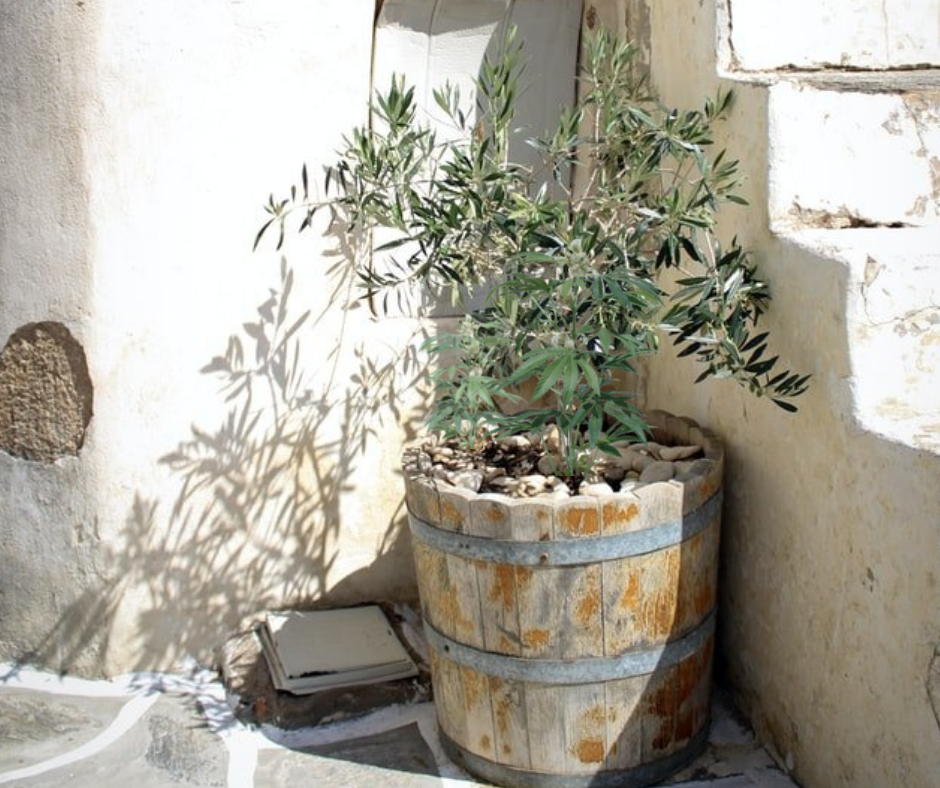 Malta cannabis plant