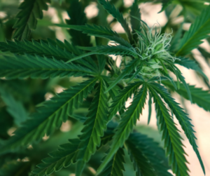 Illinois’ New Cannabis Bill Deems Searches Based on Odor Illegal