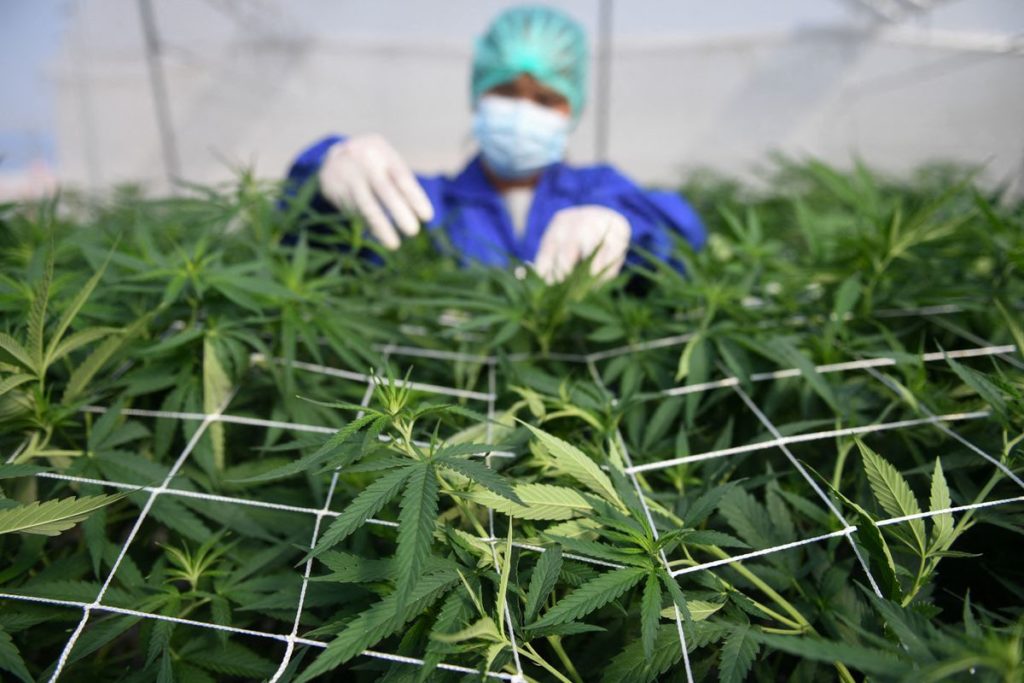 Grow cannabis in Thailand