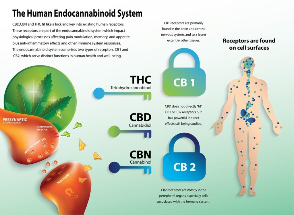 CB receptors cannabis science 
Image Credit: Wut.ti.kit / Shutterstock