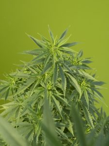 Why Can’t I Grow My Own Cannabis: A Constant Accessibility Problem