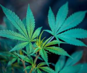 Teva Pharmaceutical Guilty in Opioid Crisis After Partnership with Cannabit-Tikun Olam