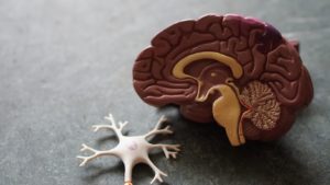 Studies Prove CBN More Helpful Than THC with Alzheimer’s