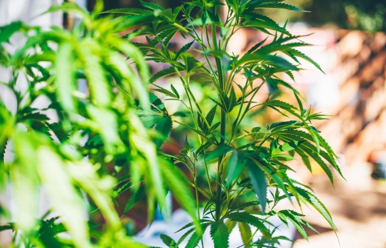 Cannabis plants growing